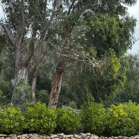 A Muredda ボニファシオ